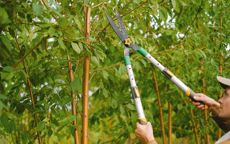 Tree trimming in Boelus, NE